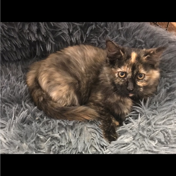 Meet your Posher, Angi - Picture 10 of 16